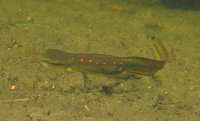 Newt in Cascade Pond